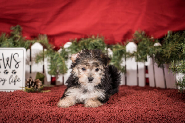 Sawyer The Morkie