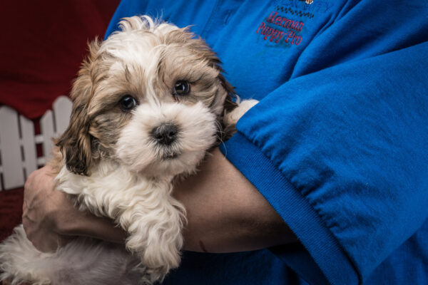 Abel The Shichon