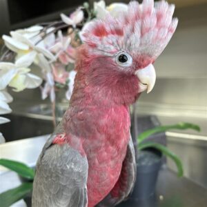 Rose Breasted Cockatoo - Male