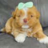 Rare and Beautiful shih tzu – luna