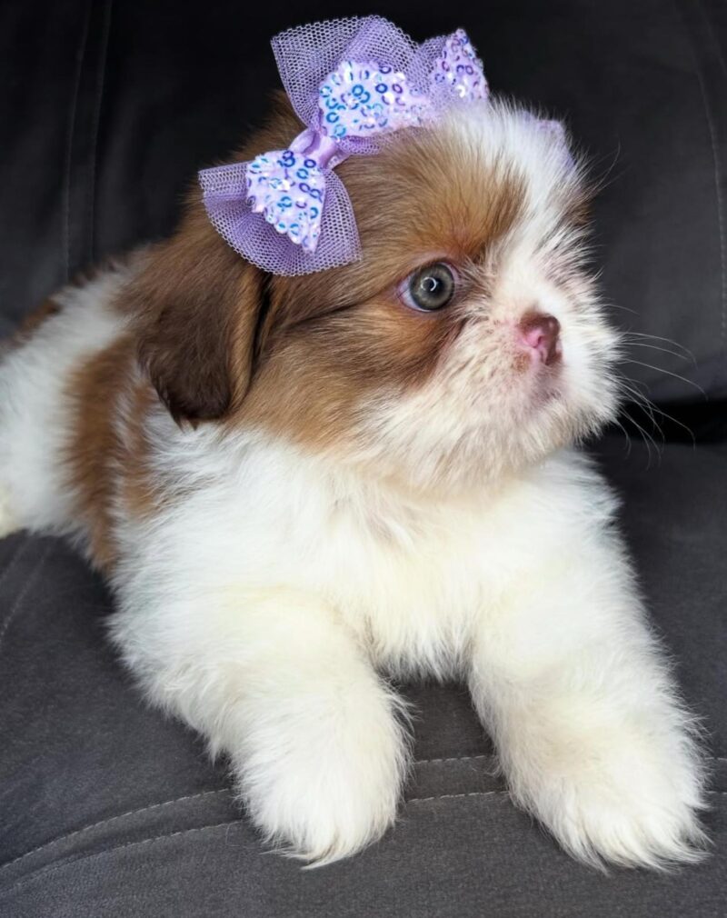 Gorgeous Shih Tzu Puppy