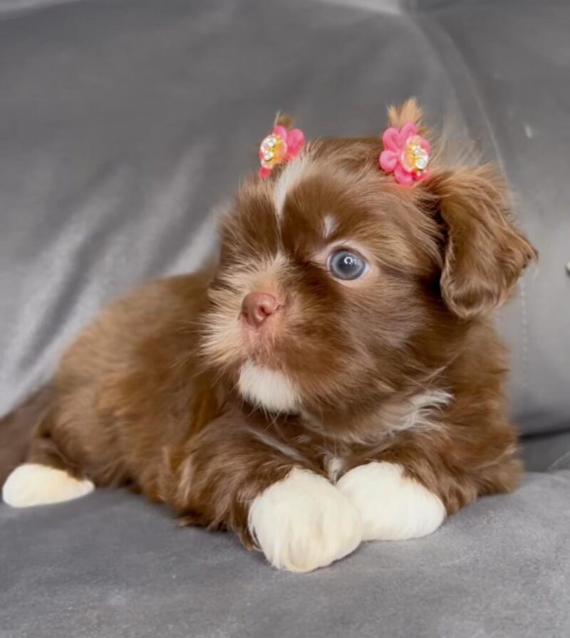 Rare Blue-Eyed Chocolate Shih Tzu