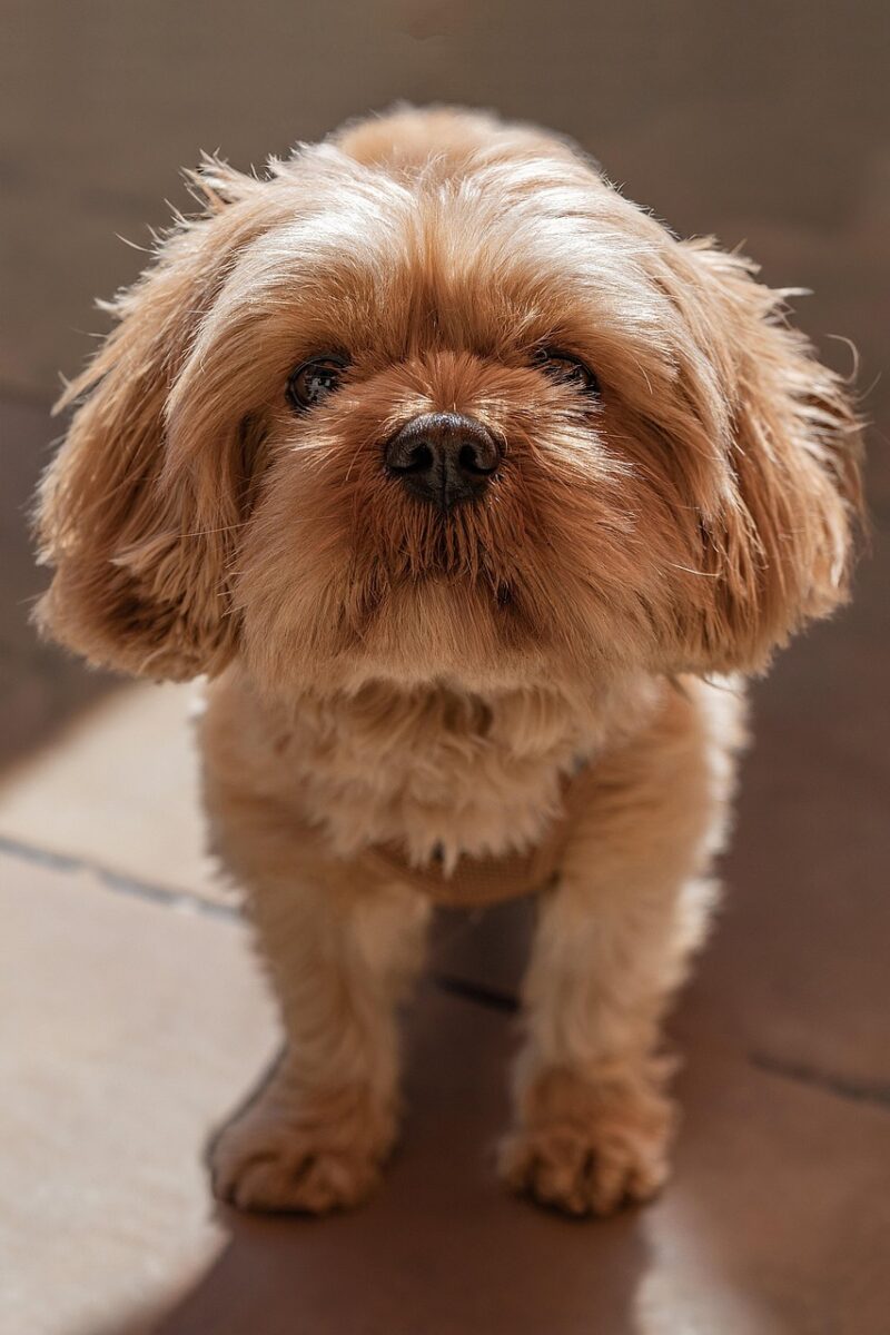 Adorable Apricot Shih Tzu Puppy